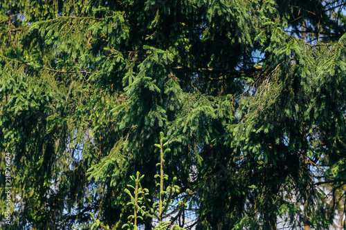 amazing beautiful pine branch in sunny woodland in summer mountains