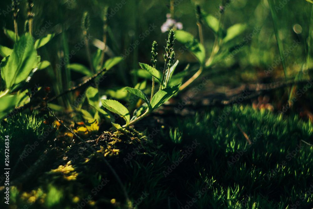 amazing beautiful view of blue flower in sunlight in woodland in summer mountains amazing beautiful view of blue flower in sunlight in woodland in summer mountains