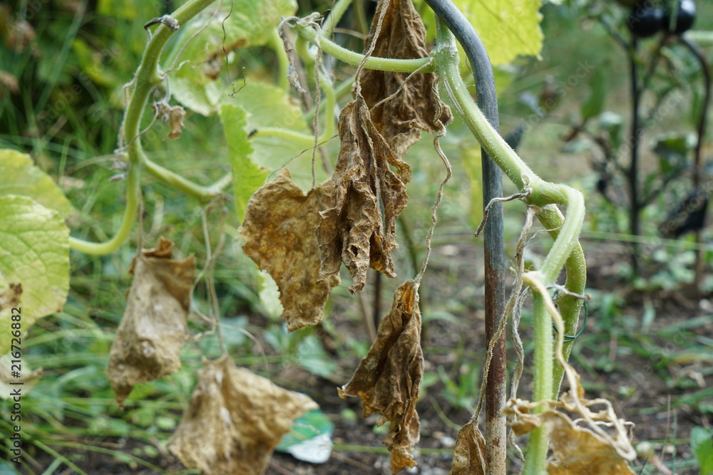 The extreme heat in Germany leads to enormous losses in the harvest of corn and corn in agriculture
The extreme heat in Germany leads to enormous losses in the harvest of corn and corn in agriculture