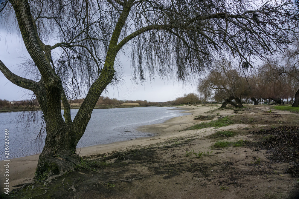 Fallen trees on the banks of the river. river tejo in Salvaterra de Magos, Portugal.
