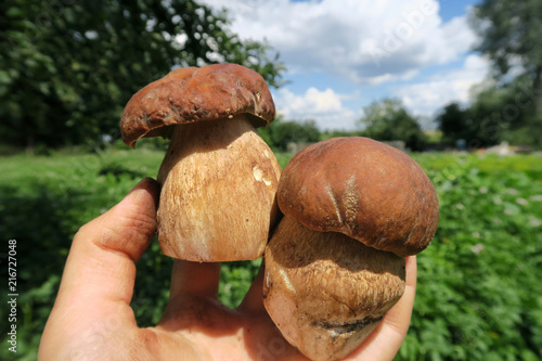  delicious forest mushrooms