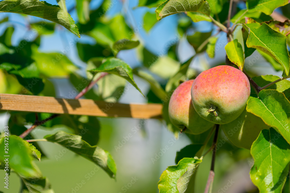 Obraz premium ripe apples at the trellis