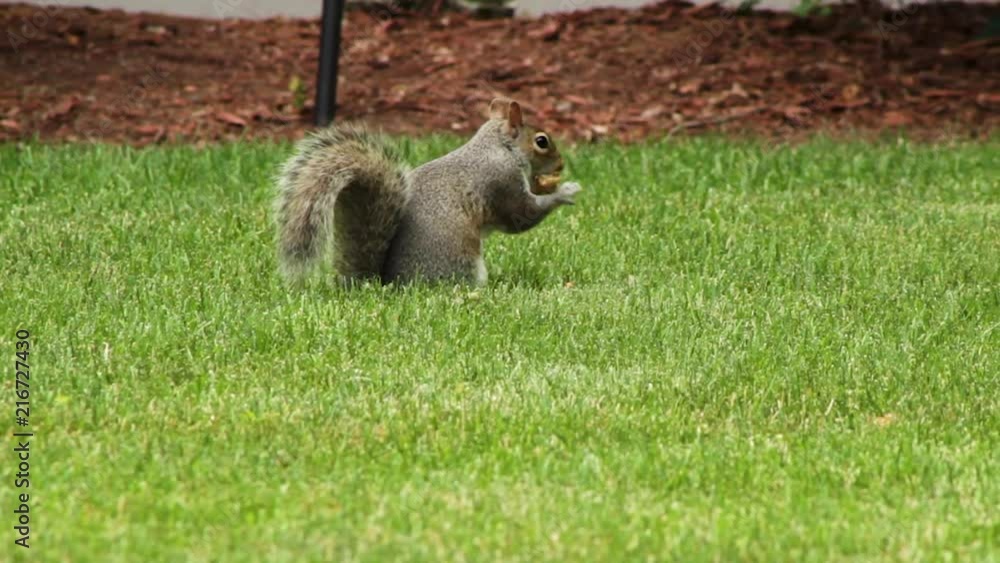 Squirrel eating some food while sitting on the grass. Camera in motion. Squirrel eating some food while sitting on the grass. Camera in motion.
