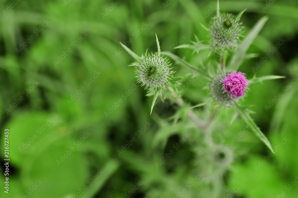 Thorn in blossom on blurred background in the field in the summer. Top point shooting. Thorn in blossom on blurred background in the field in the summer. Top point shooting.