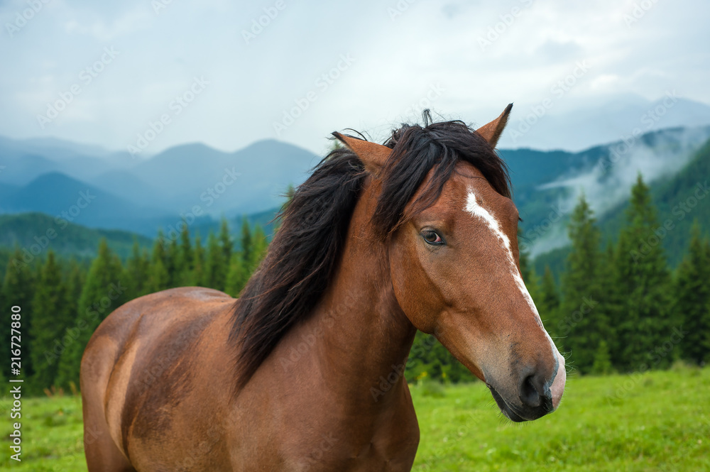 Grazing horse at high-land pasture at Carpathian Mountains after rain. Picture of beautiful green pasture on a background of mountains. Grazing horse at high-land pasture at Carpathian Mountains after rain. Picture of beautiful green pasture on a background of mountains.