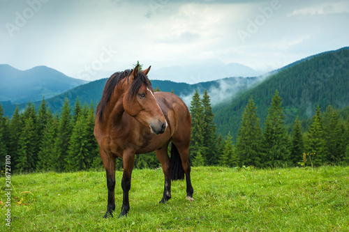 Grazing horse at high-land pasture at Carpathian Mountains after rain. Picture of beautiful green pasture on a background of mountains.