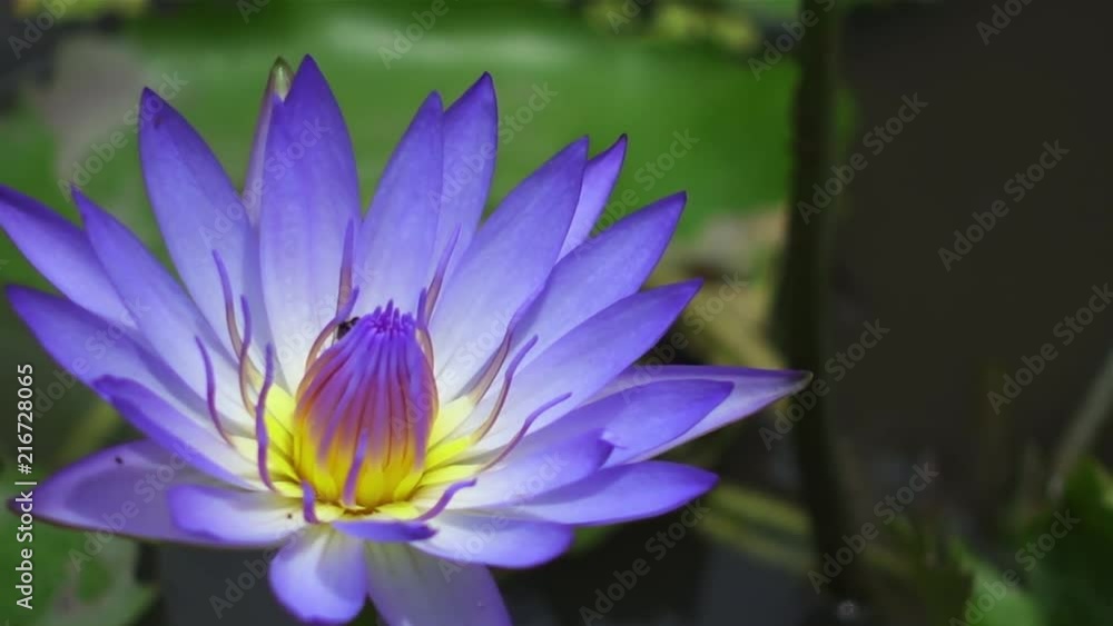 Bee swarming on the lotus flower. Purple lotus and bee in yellow pollen. Purple lotus flower or waterlily with bees collecting pollen, close up. Bees fly to lotus. Bee swarming on the lotus flower. Purple lotus and bee in yellow pollen. Purple lotus flower or waterlily with bees collecting pollen, close up. Bees fly to lotus.