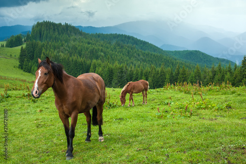 Grazing horse at high-land pasture at Carpathian Mountains after rain. Picture of beautiful green pasture on a background of mountains. © Viktoria