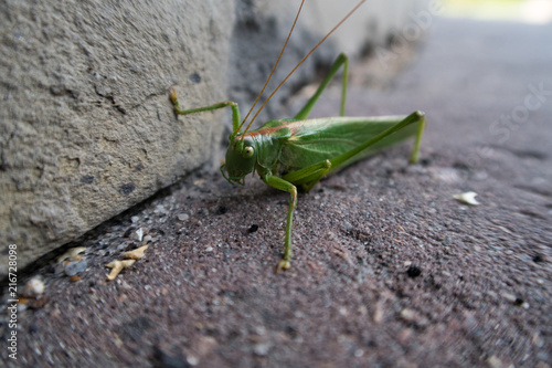  the green mantis on earth © Serhii