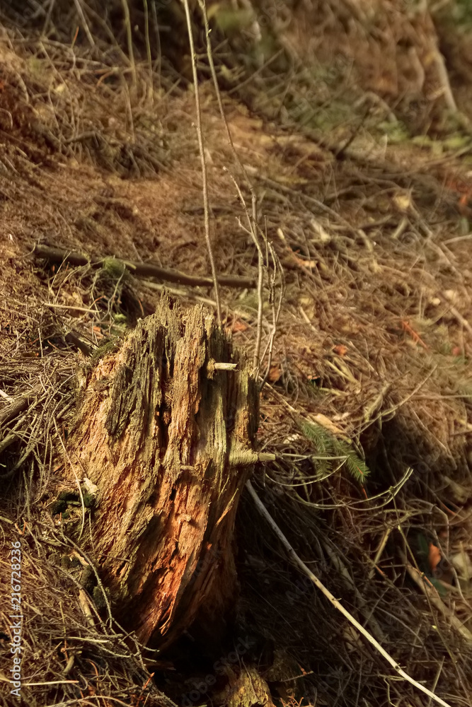 Fototapeta premium beautiful sunny forest with pine cones and stumps in the spring mountains