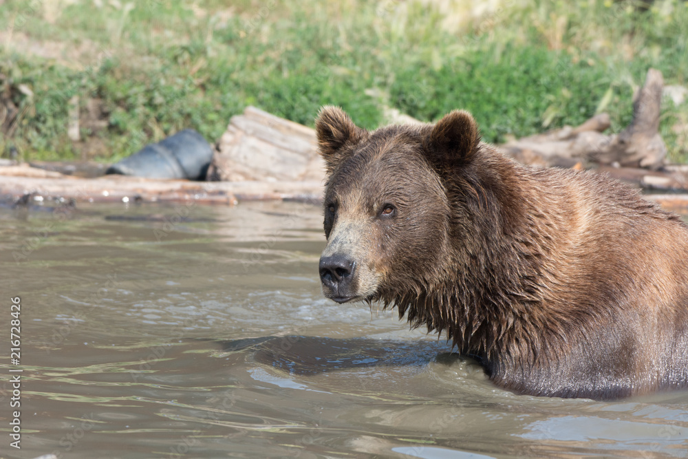 Alaskan grizzly bear (brown bear) swimming and wet Alaskan grizzly bear (brown bear) swimming and wet