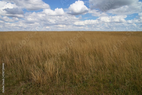 Yellow grass and cloudy blue sky.