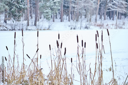 Reeds. Frozen lake in snowy forest
