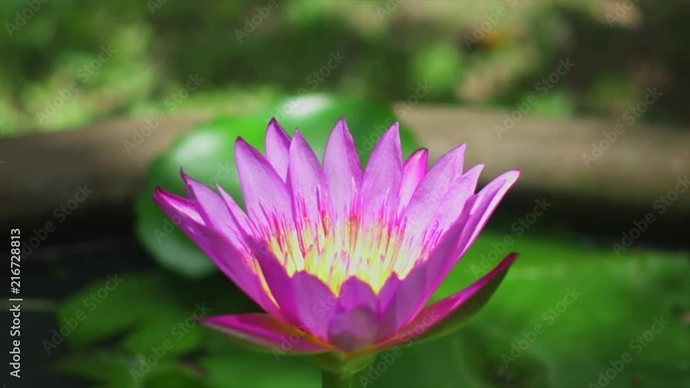 Pink Lotus Flower on a pond. Lotus in the water at garden at birght sunny day Pink Lotus Flower on a pond. Lotus in the water at garden at birght sunny day