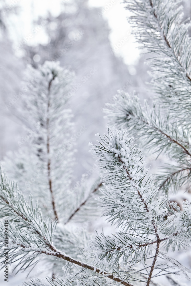 Pine. Branches of spruce. View from below. Winter forest