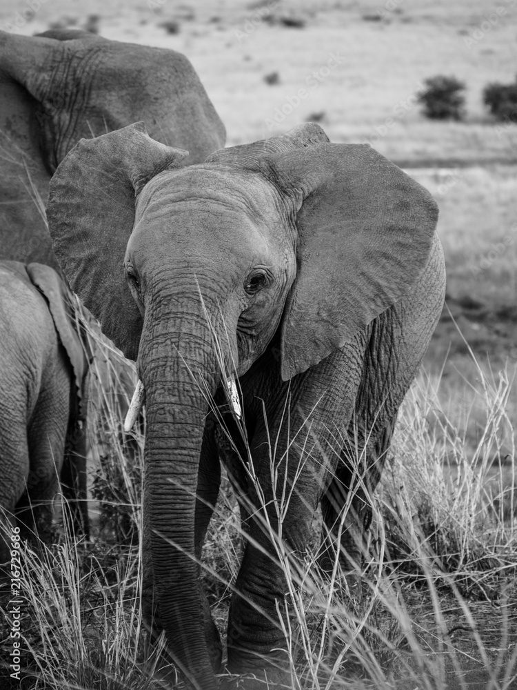 baby elephant africa