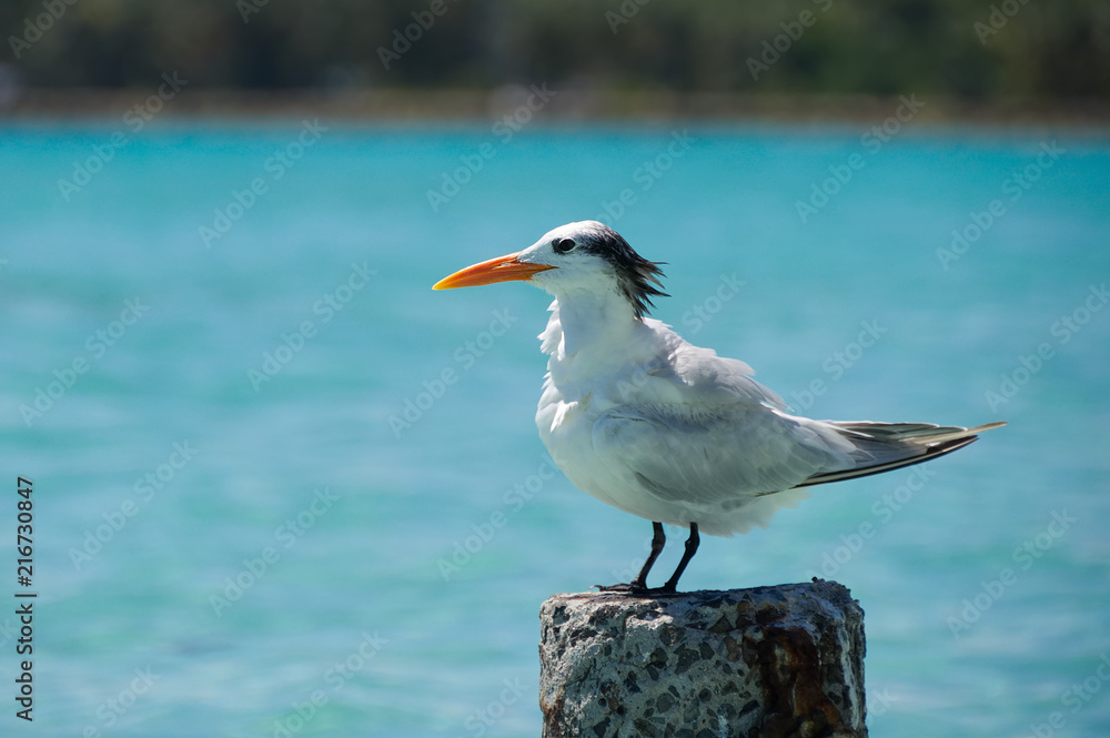 Fototapeta premium Seagull - Anse de Sainte Anne - Guadeloupe - Caribbean tropical island
