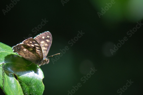 The Speckled Wood butterfly with space for text