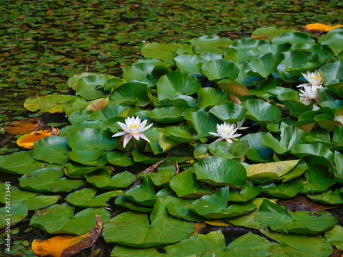 Lotus leaves and flowers on lake surface