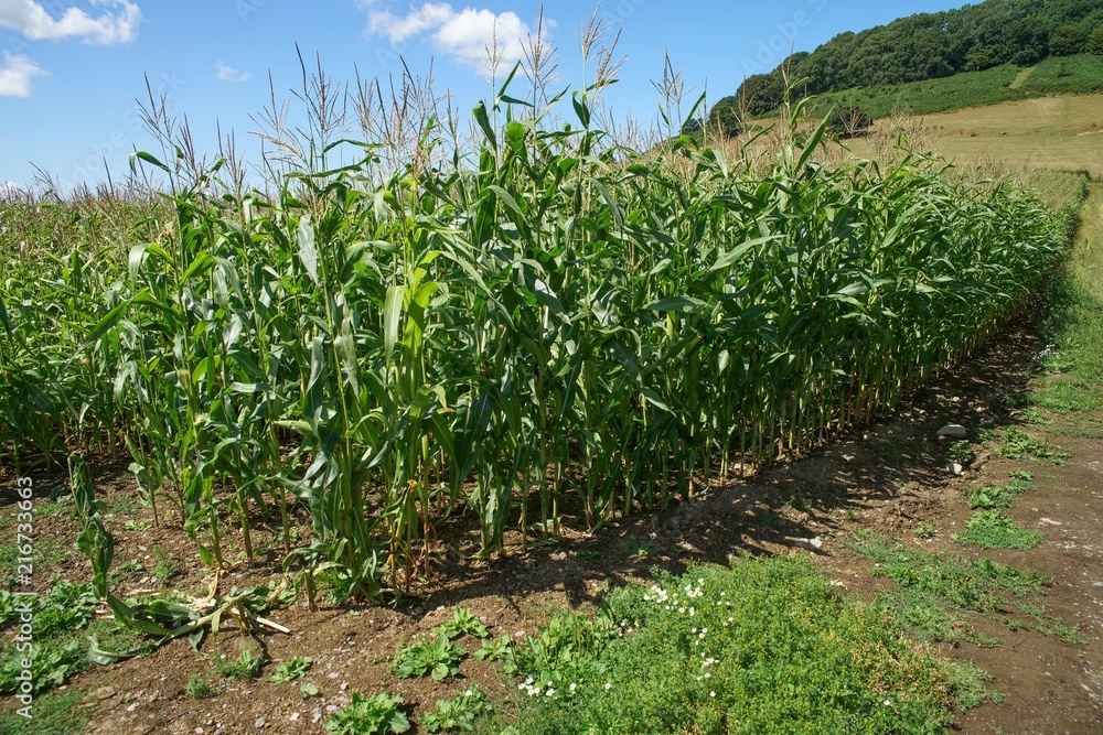 Green corn field in England Green corn field in England