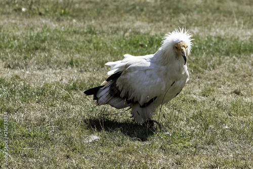 Egyptian vulture  Neophron percnopterus   also called the white scavenger vulture or pharaoh s chicken