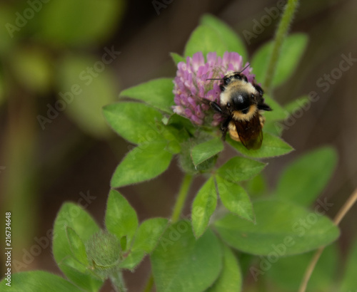 Extreme close up of Bumblebee on flower copy space