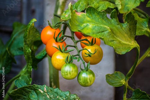 Sun Gold cherry tomatoes at different stages of ripeness on the vine. This variety of tomato (Solanum lycopersicum) produces yellow-orange fruit when ripe which are sweet tasting when fully mature.