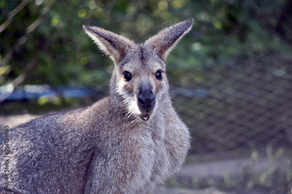 agile wallaby