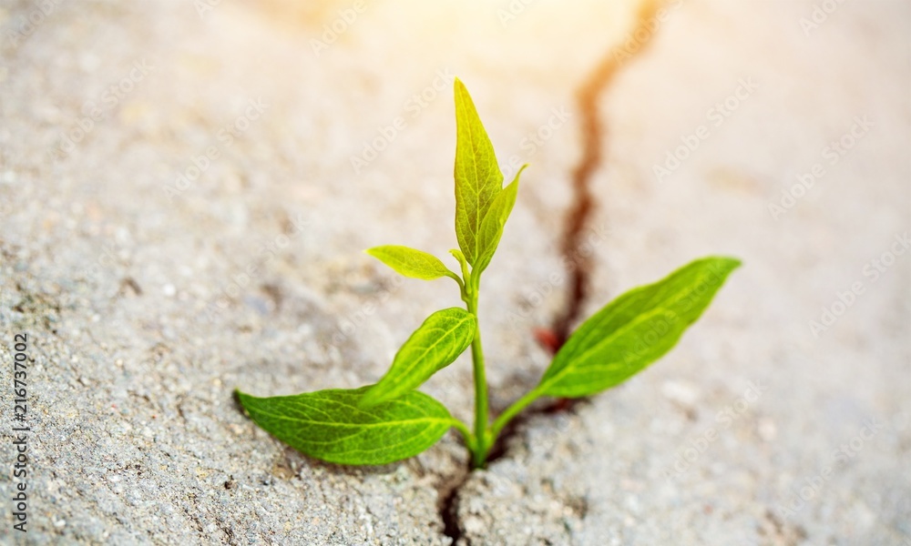 Sprout grows through urban asphalt ground Sprout grows through urban asphalt ground