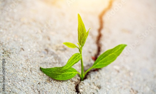 Sprout grows through urban asphalt ground