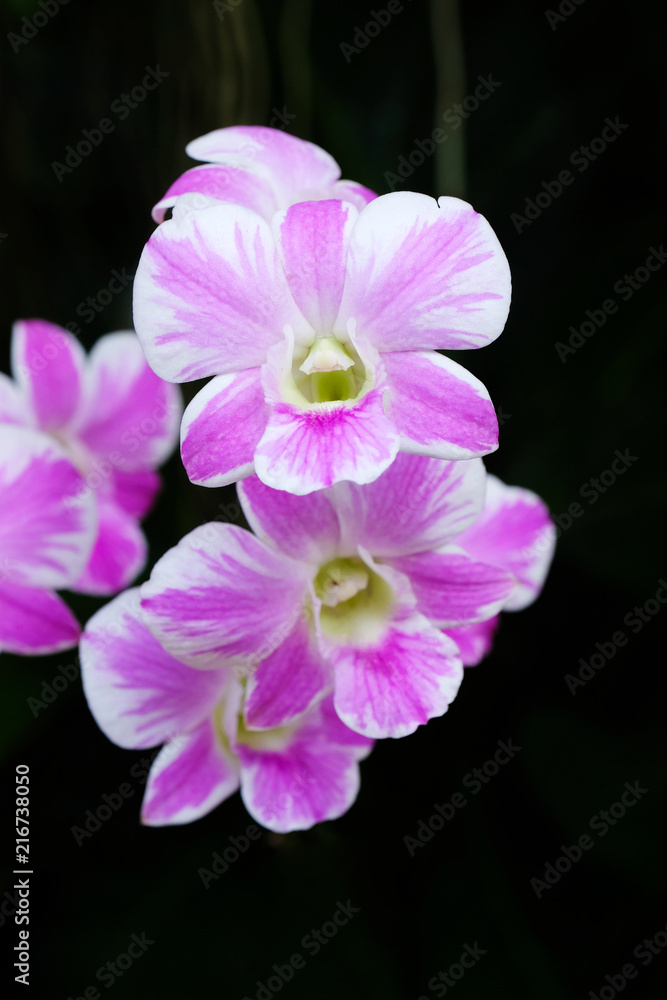 Flower background, Pink and White orchid bouquet flowers blossom in spring, tropical nature outdoor background Flower background, Pink and White orchid bouquet flowers blossom in spring, tropical nature outdoor background