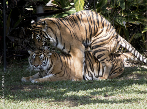Fototapeta Naklejka Na Ścianę i Meble -  tigers mating