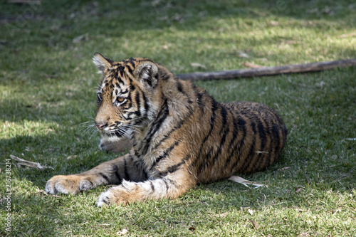 Fototapeta Naklejka Na Ścianę i Meble -  tiger cub
