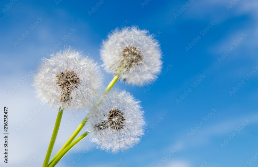 Three dandelion flowers with seeds on sunny day in deep blue sky background Three dandelion flowers with seeds on sunny day in deep blue sky background