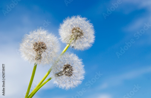 Three dandelion flowers with seeds on sunny day in deep blue sky background