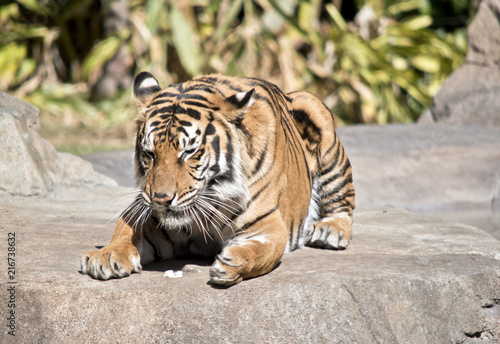 Fototapeta Naklejka Na Ścianę i Meble -  tiger