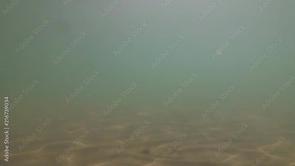 Shooting the sea sand bottom. Sand underwater on shallow seabed with natural light through water surface. Shooting the sea sand bottom. Sand underwater on shallow seabed with natural light through water surface.