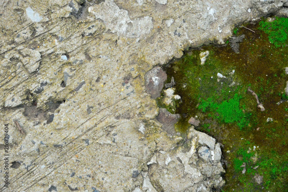 Obraz premium fluffy lichen, green moss, green lichen on the stone , texture and background.