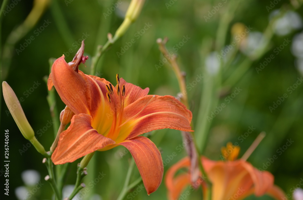 Obraz premium flowers