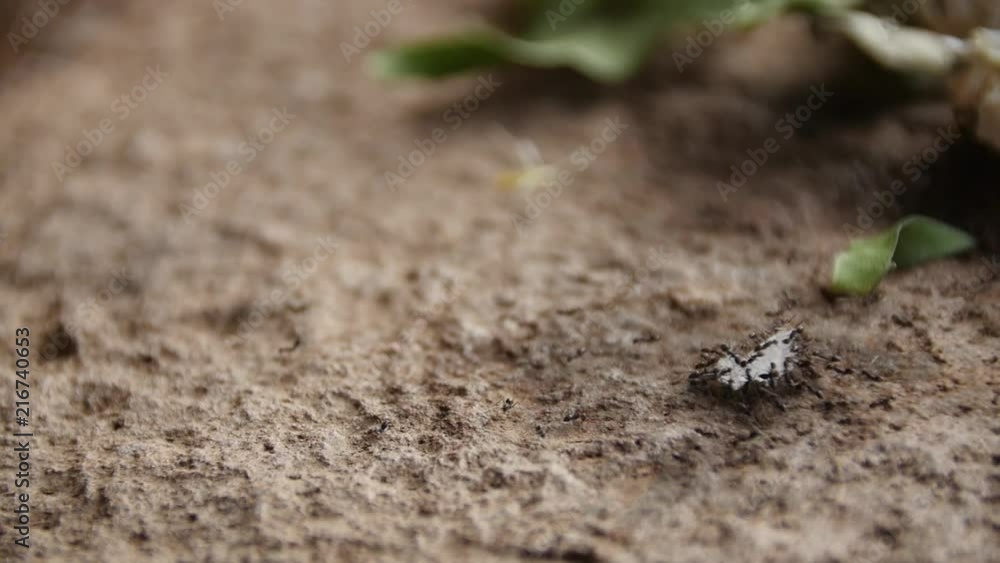 ants eating offering ants eating offering