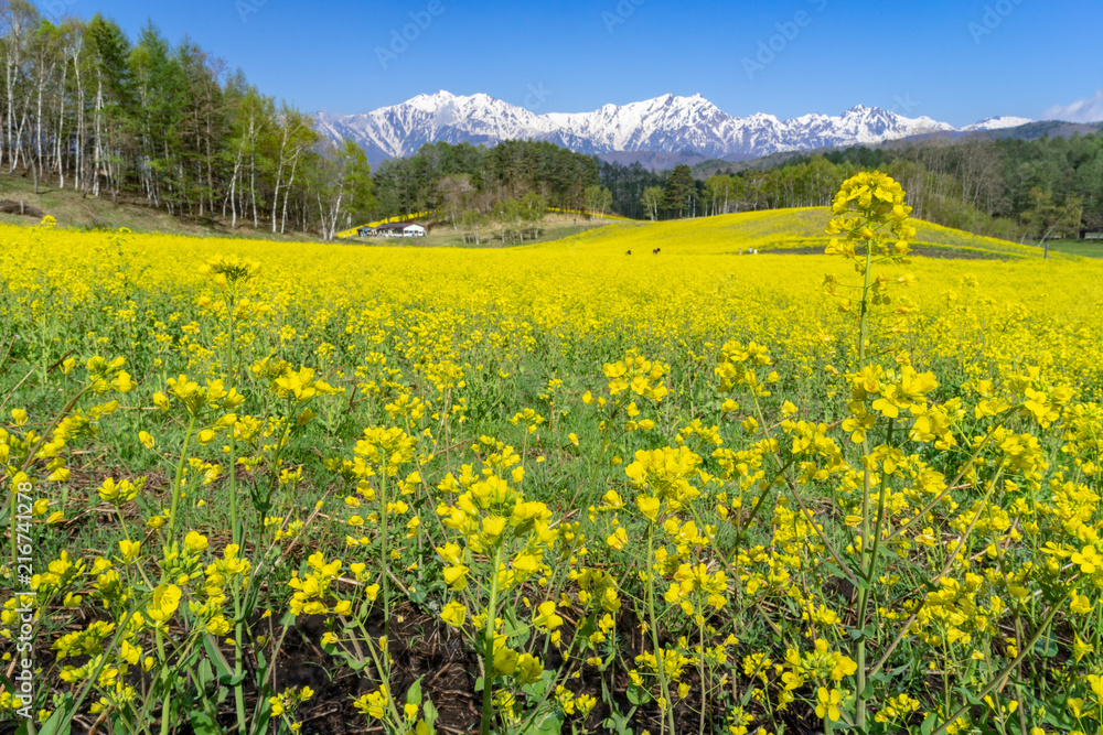 Obraz premium 菜の花畑と北アルプス 中山高原