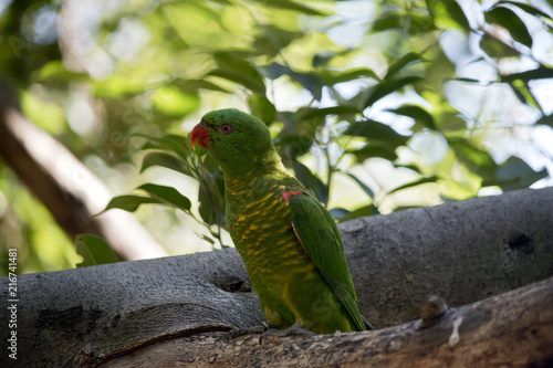 scaly breasted  lorikeet photo