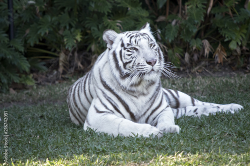 Fototapeta Naklejka Na Ścianę i Meble -  white tiger