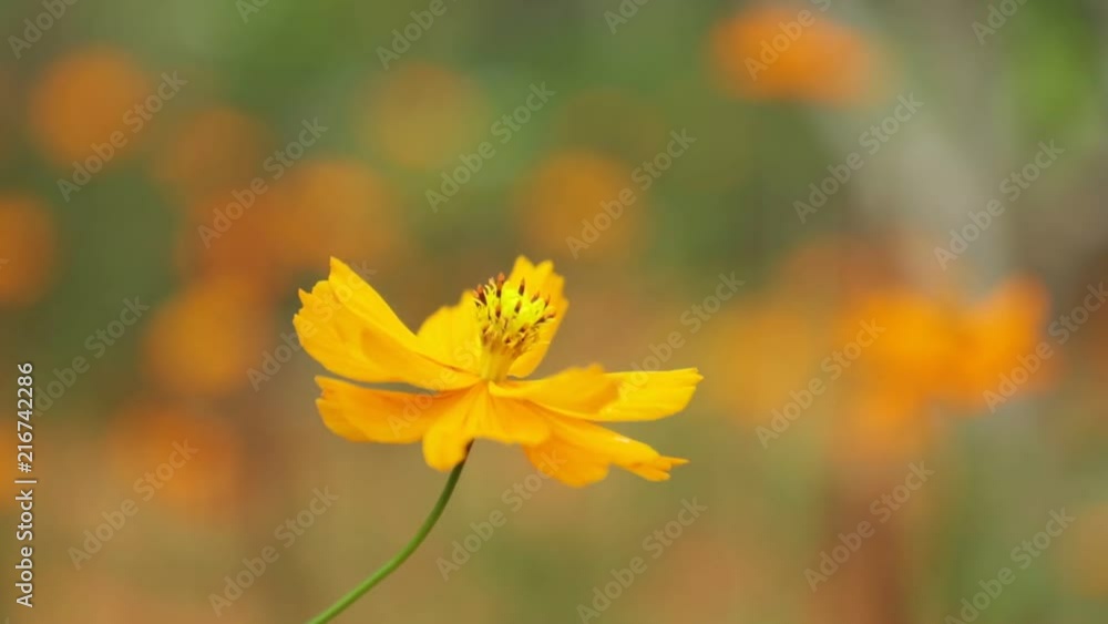 Cosmos bipannatus flowers an ornamental plant from the daisy family in full bloom with green foliage background, high definition movie clip stock footage. Cosmos bipannatus flowers an ornamental plant from the daisy family in full bloom with green foliage background, high definition movie clip stock footage.