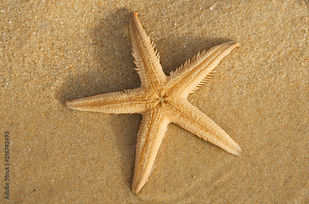 Comb Sand Starfish underside - Astropecten sp. Comb Sand Starfish underside - Astropecten sp.