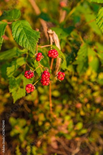 Reife Wald Himbeeren Nahaufnahme