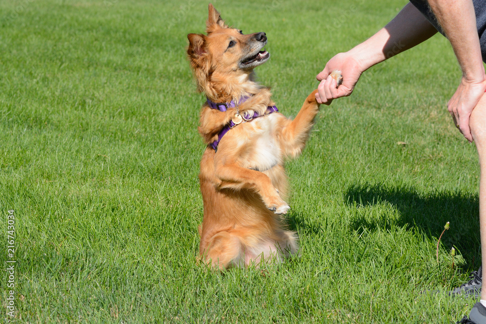 Mixed breed brown dog shaking hands with man while looking with love into his eyes Mixed breed brown dog shaking hands with man while looking with love into his eyes