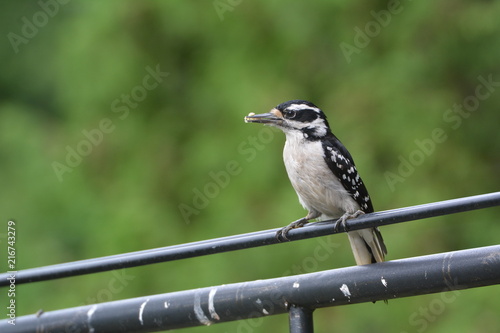 Hairy Woodpecker with suet