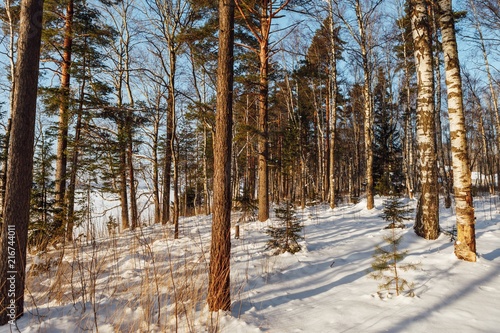 winter forest woodland at sunny day in Finland
