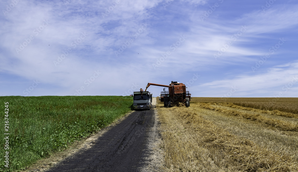 Combine harvester transfer rice to truck in the field Combine harvester transfer rice to truck in the field
